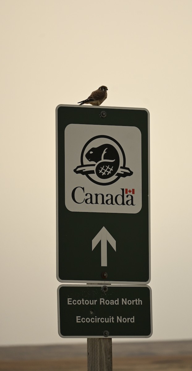 American Kestrel - ML262569731