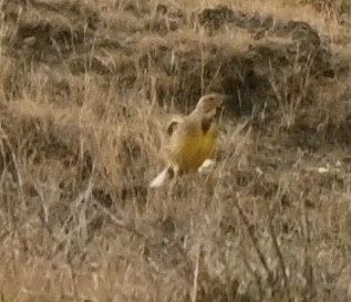 Western Meadowlark - ML262570031