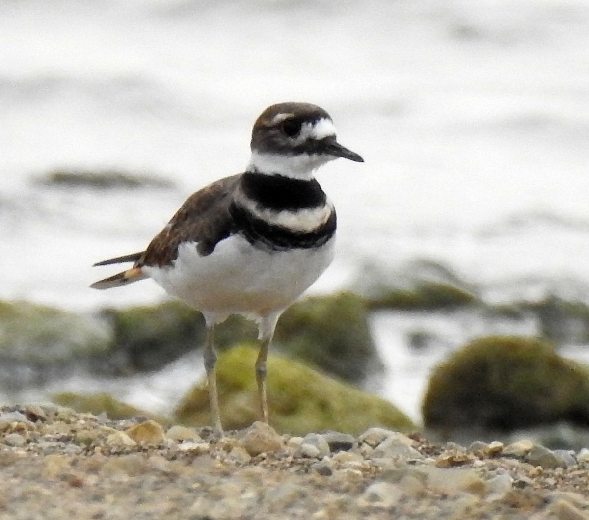 Killdeer - ML262571101