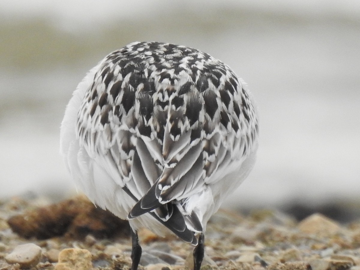 Sanderling - Cynthia Norris