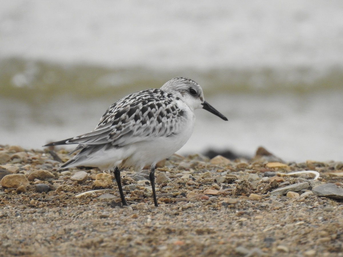 Sanderling - Cynthia Norris