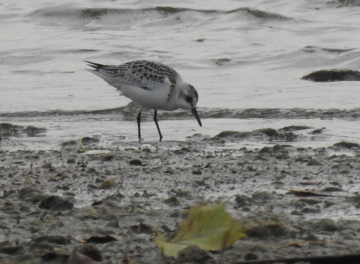 Bécasseau sanderling - ML262572361