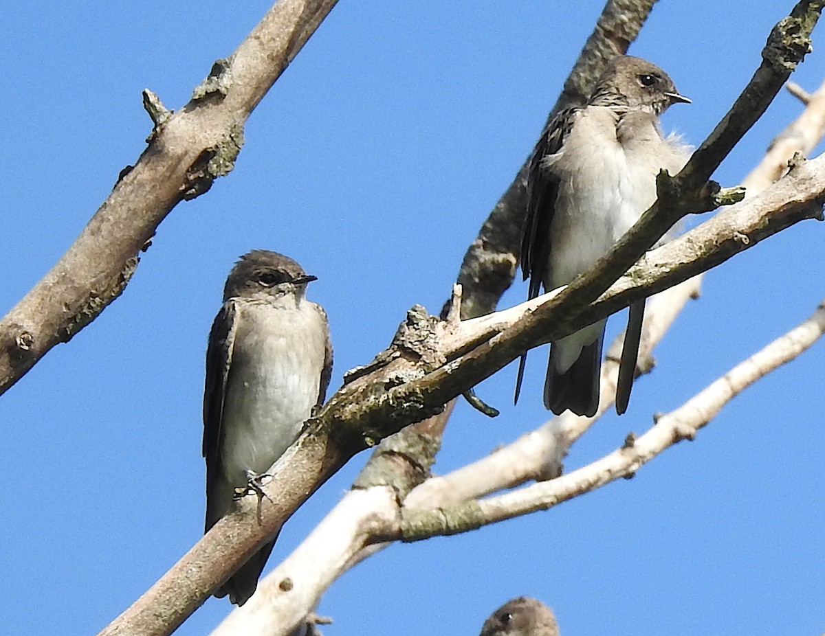 Northern Rough-winged Swallow - ML262574851
