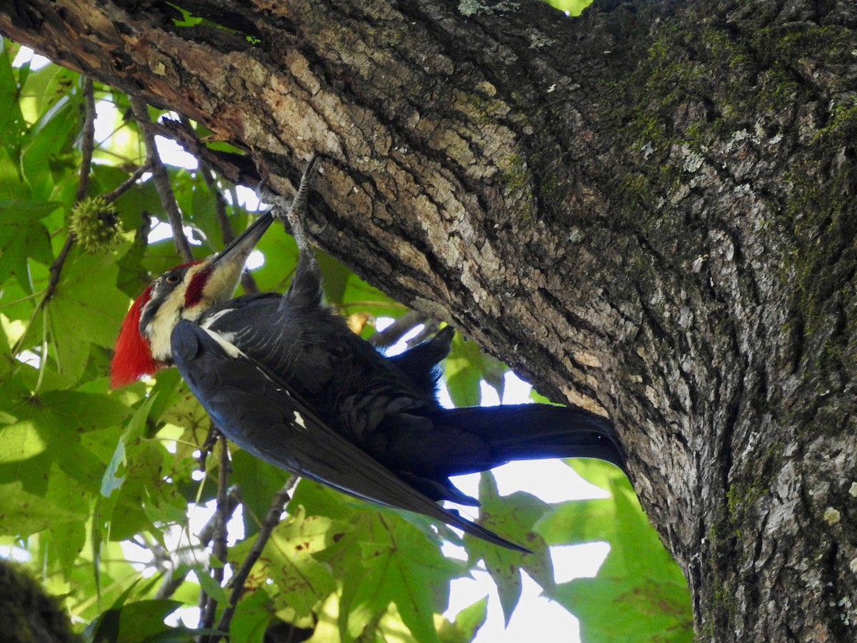 Pileated Woodpecker - ML262575471