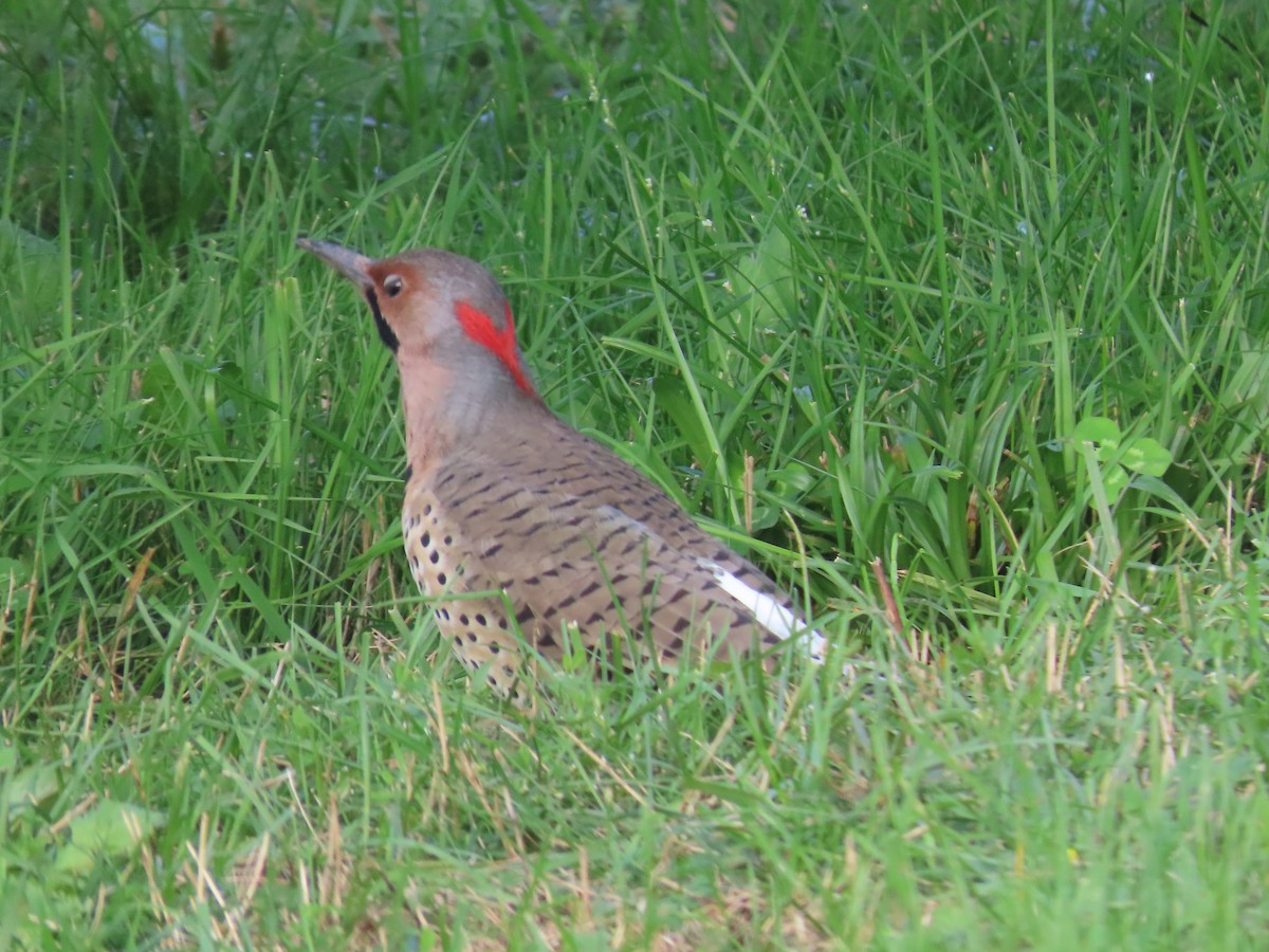 Northern Flicker - ML262575911