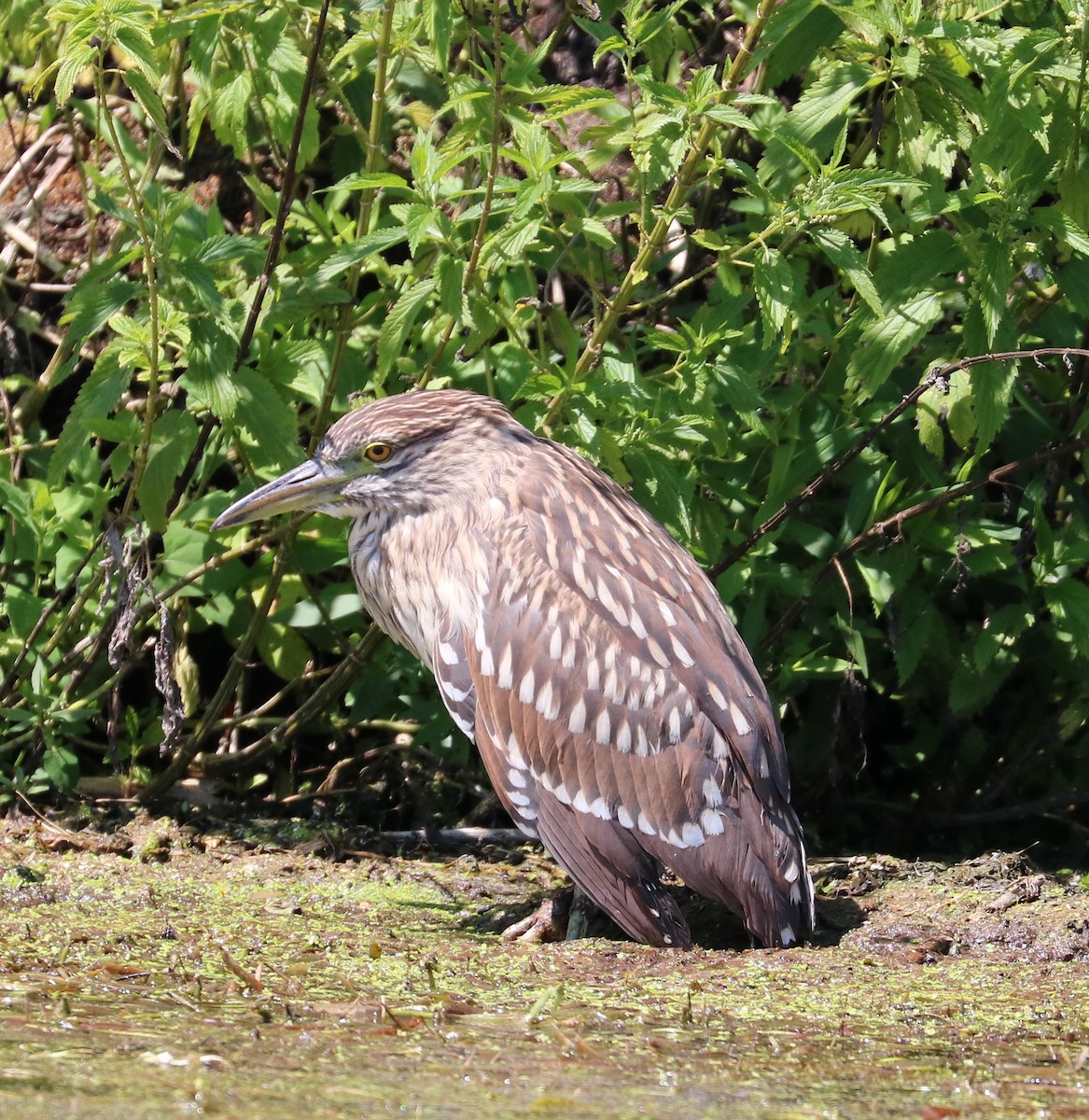 Black-crowned Night Heron - ML262576241