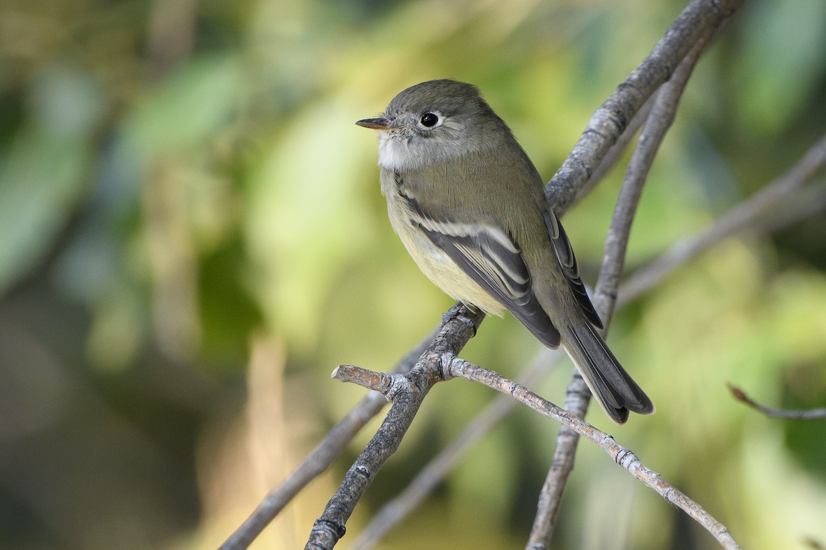 Hammond's Flycatcher - ML262578601