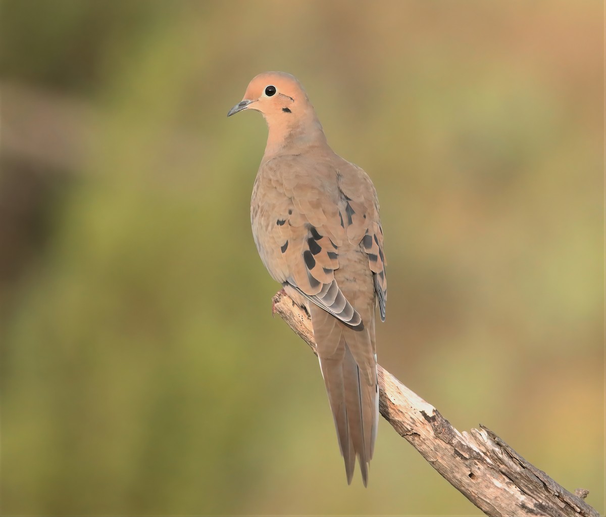 Mourning Dove - Randy Hesford