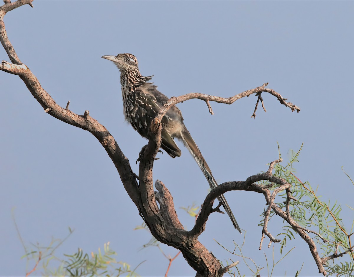 Greater Roadrunner - ML262580531