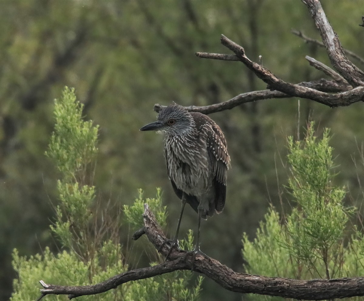 Yellow-crowned Night Heron - ML262581061