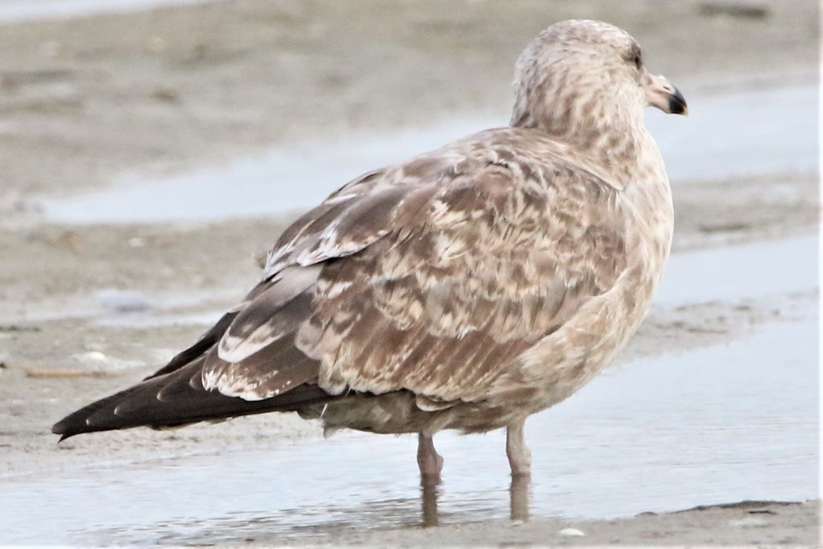 Herring Gull - ML262581451