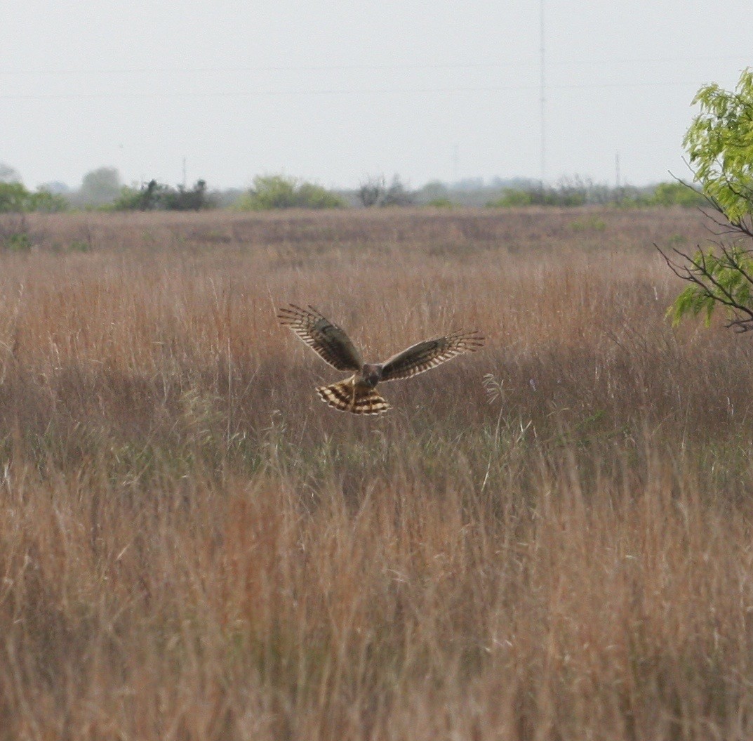 Northern Harrier - ML26258241
