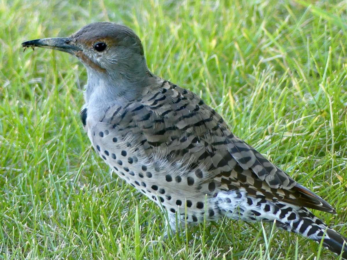 Northern Flicker - Jim St Laurent