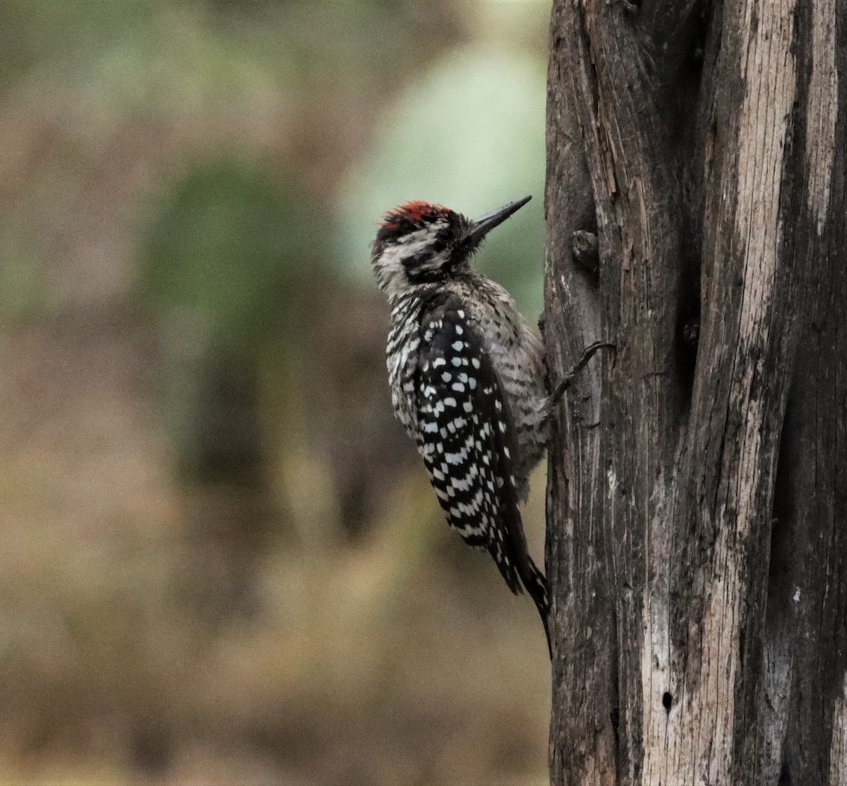 Ladder-backed Woodpecker - ML262583611