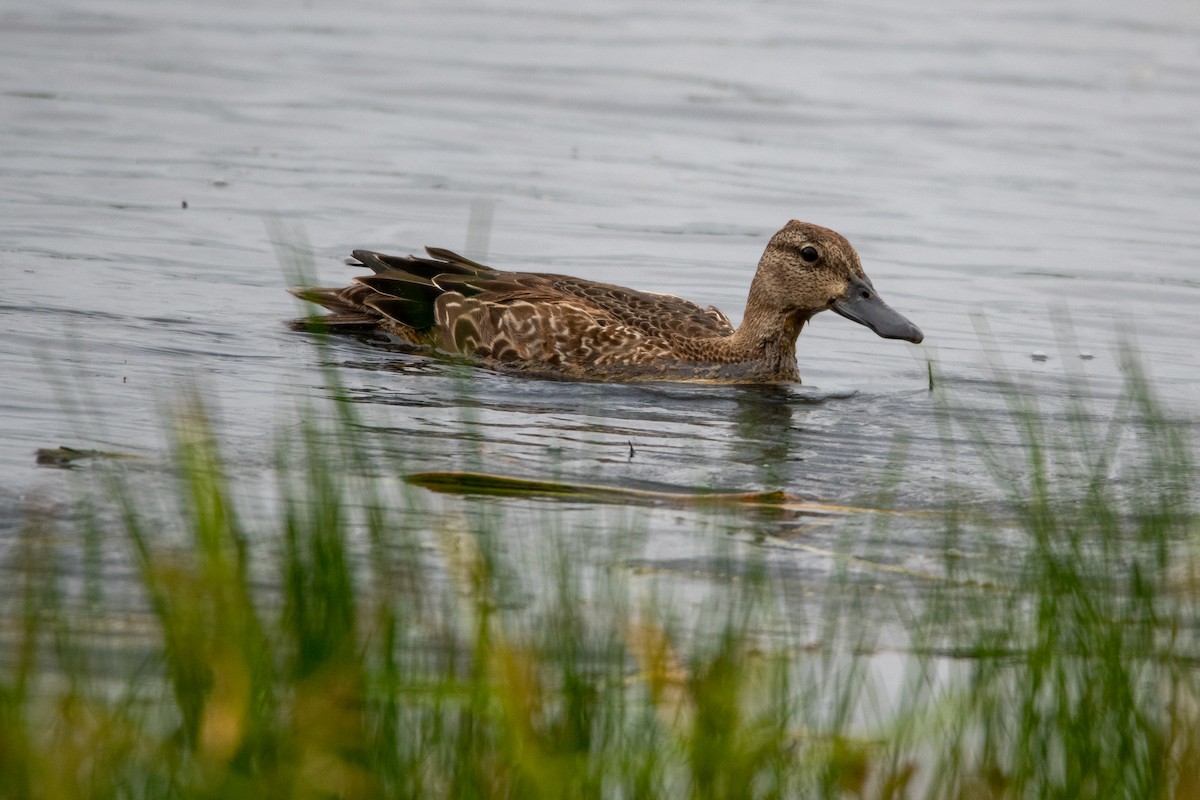 Cinnamon Teal - Tony Goza