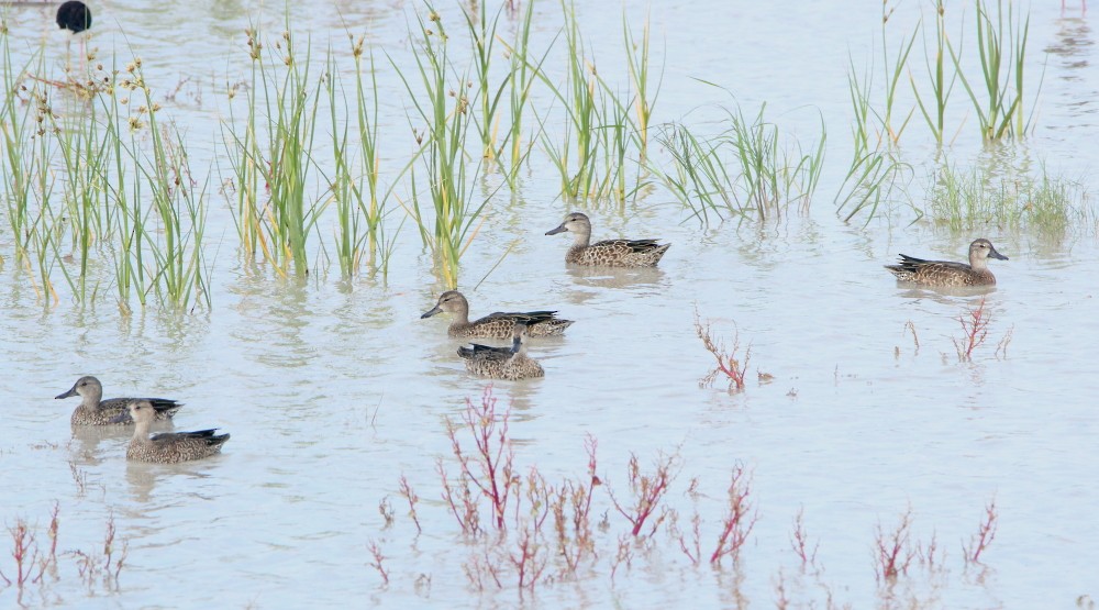 Blue-winged Teal - ML262584631