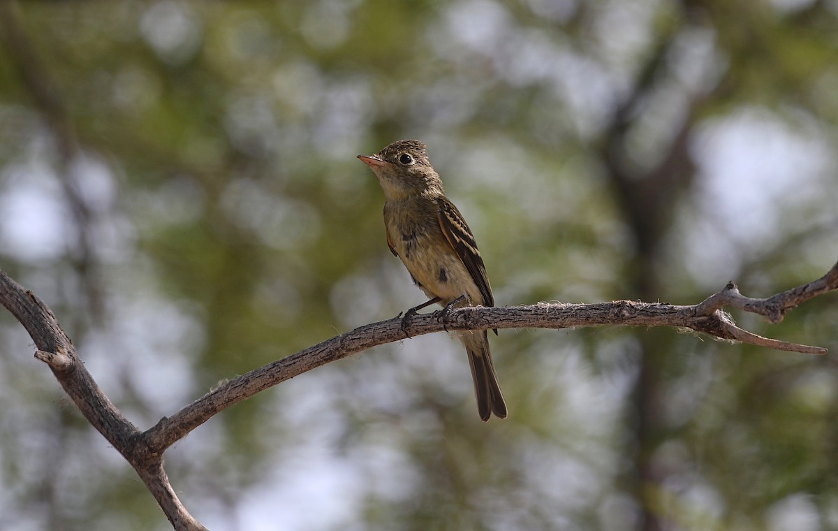 Western Flycatcher (Pacific-slope) - ML262585551