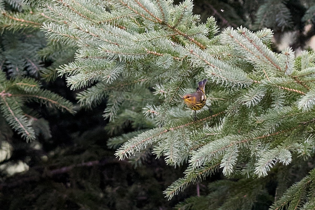 brunkinnparula - ML262586921