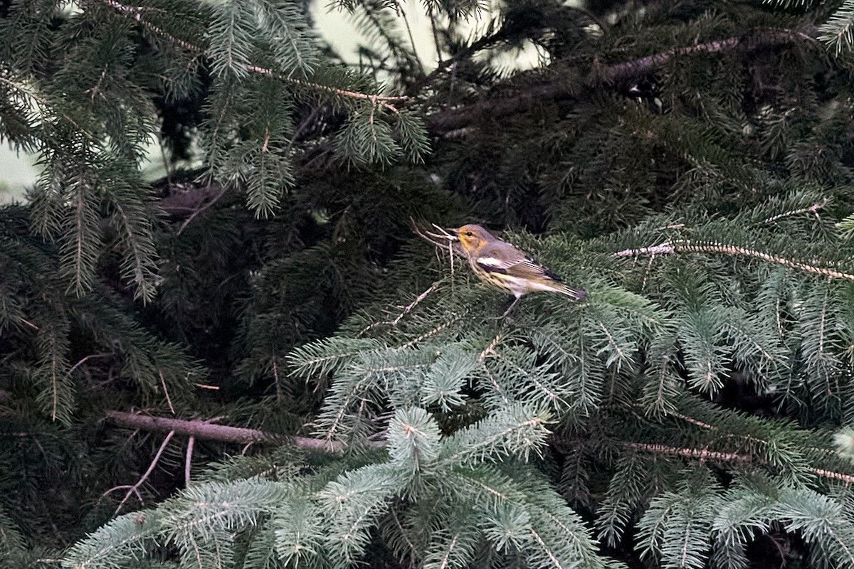 brunkinnparula - ML262587021