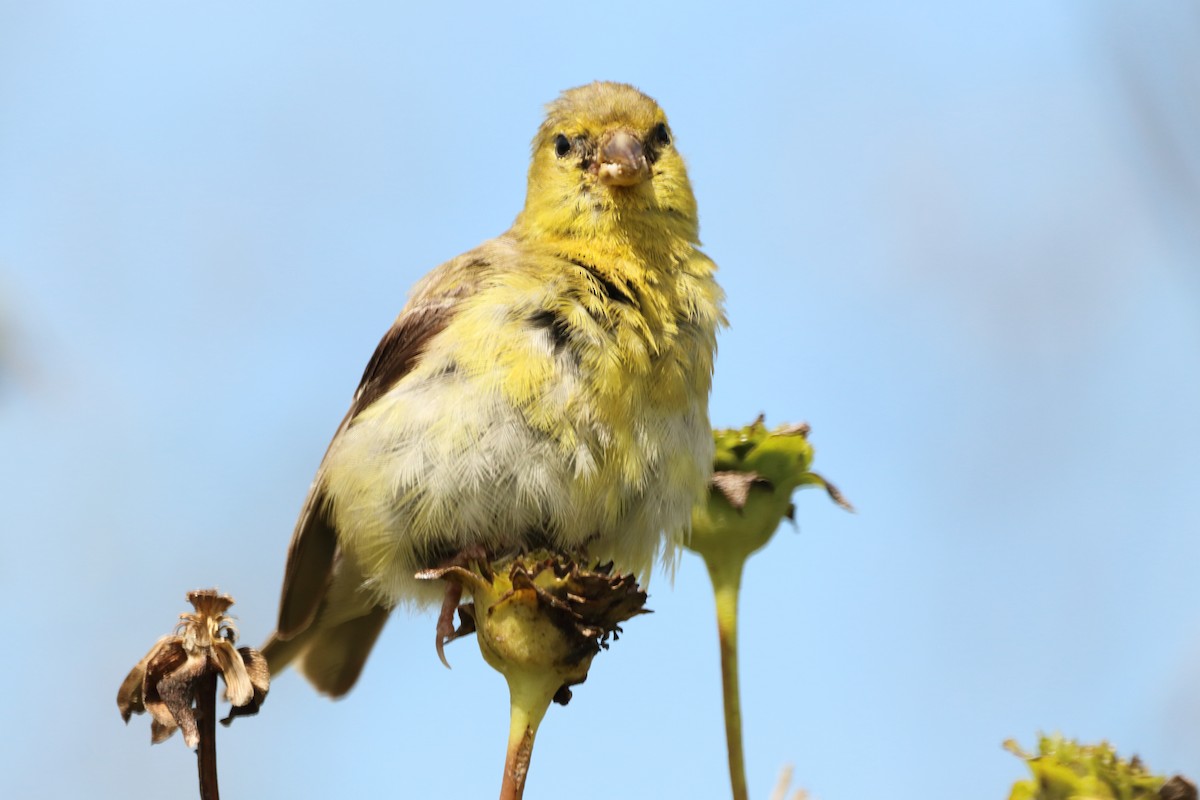 American Goldfinch - David Fang