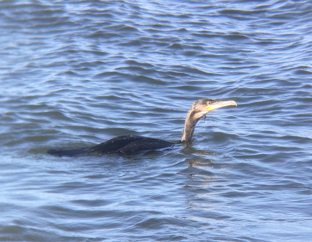 Cormorán Grande - ML262588671