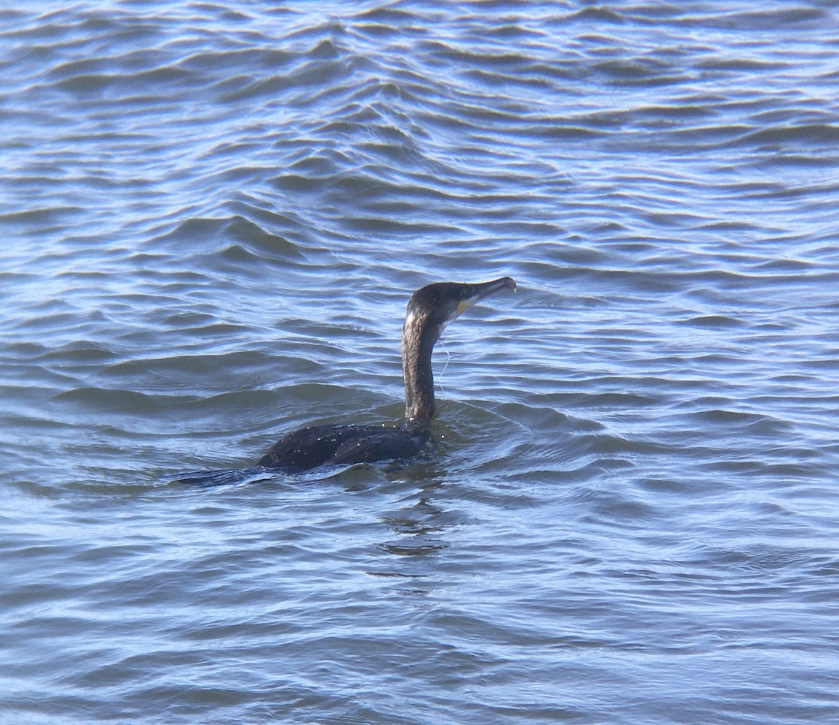 Great Cormorant - Adrian Burke