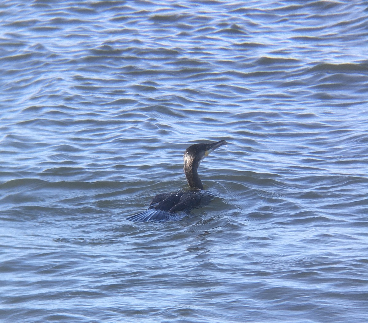 Great Cormorant - Adrian Burke