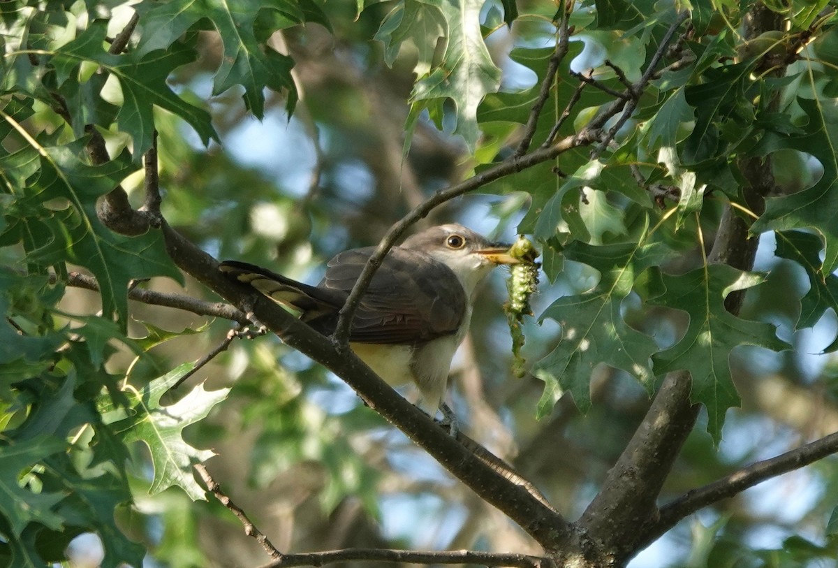 Yellow-billed Cuckoo - ML262589001