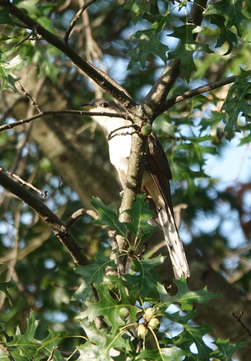 Yellow-billed Cuckoo - ML262589011