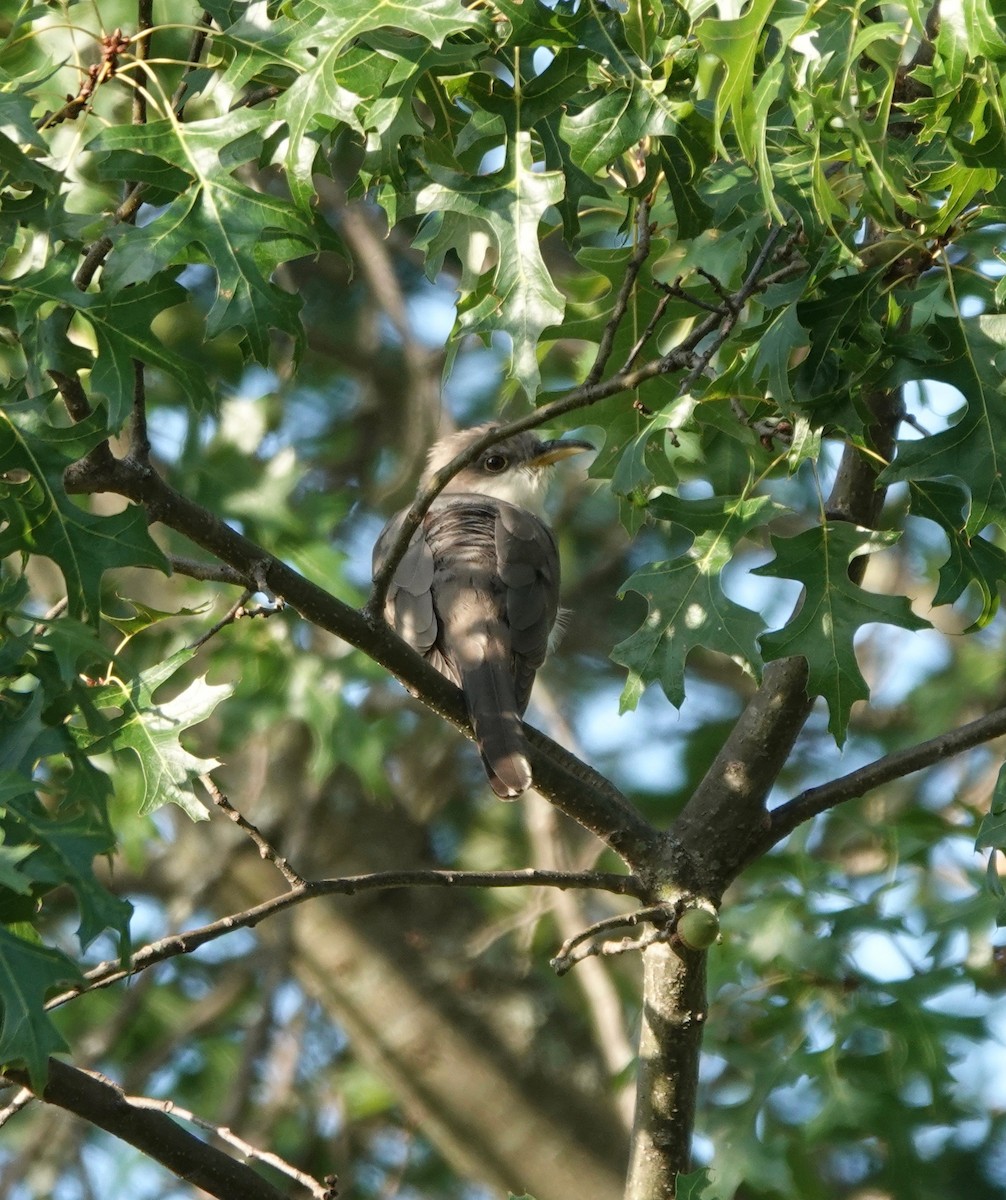 Yellow-billed Cuckoo - ML262589041