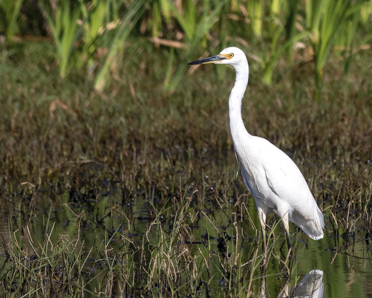 Little Egret - ML262589221