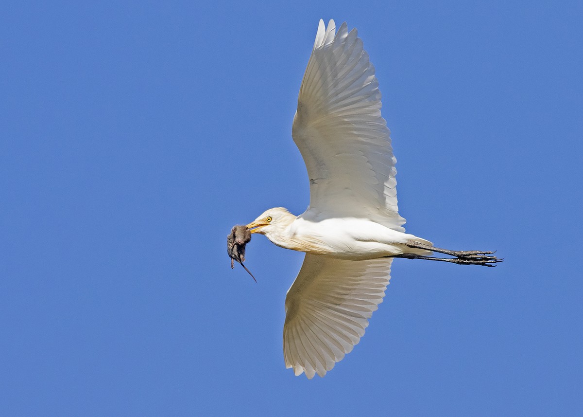 Eastern Cattle Egret - ML262589331