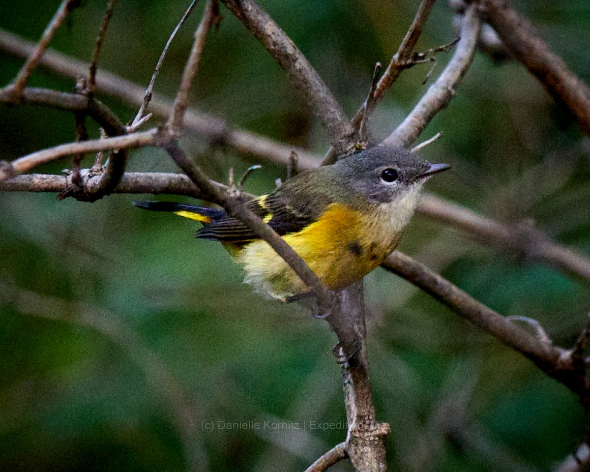 American Redstart - Dana Kornitz