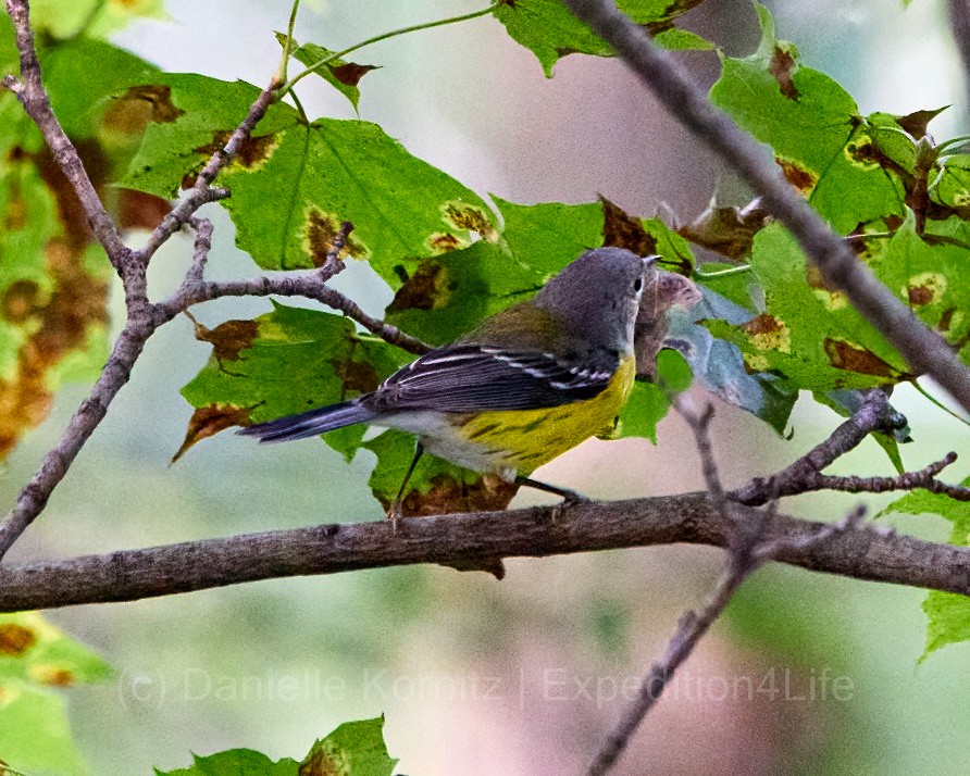 Magnolia Warbler - ML262589441