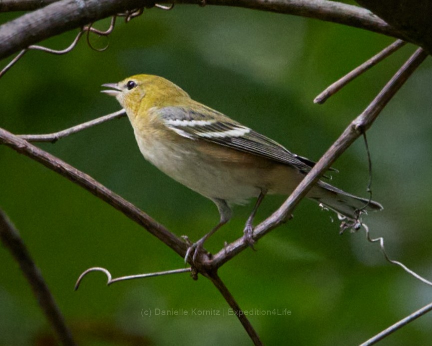 Bay-breasted Warbler - ML262590181