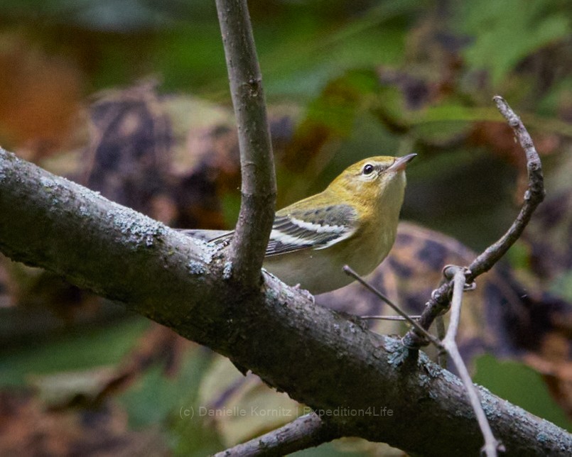 Bay-breasted Warbler - ML262590191