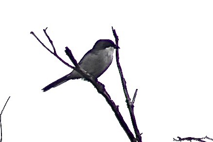 Loggerhead Shrike - Matt  Papuchis