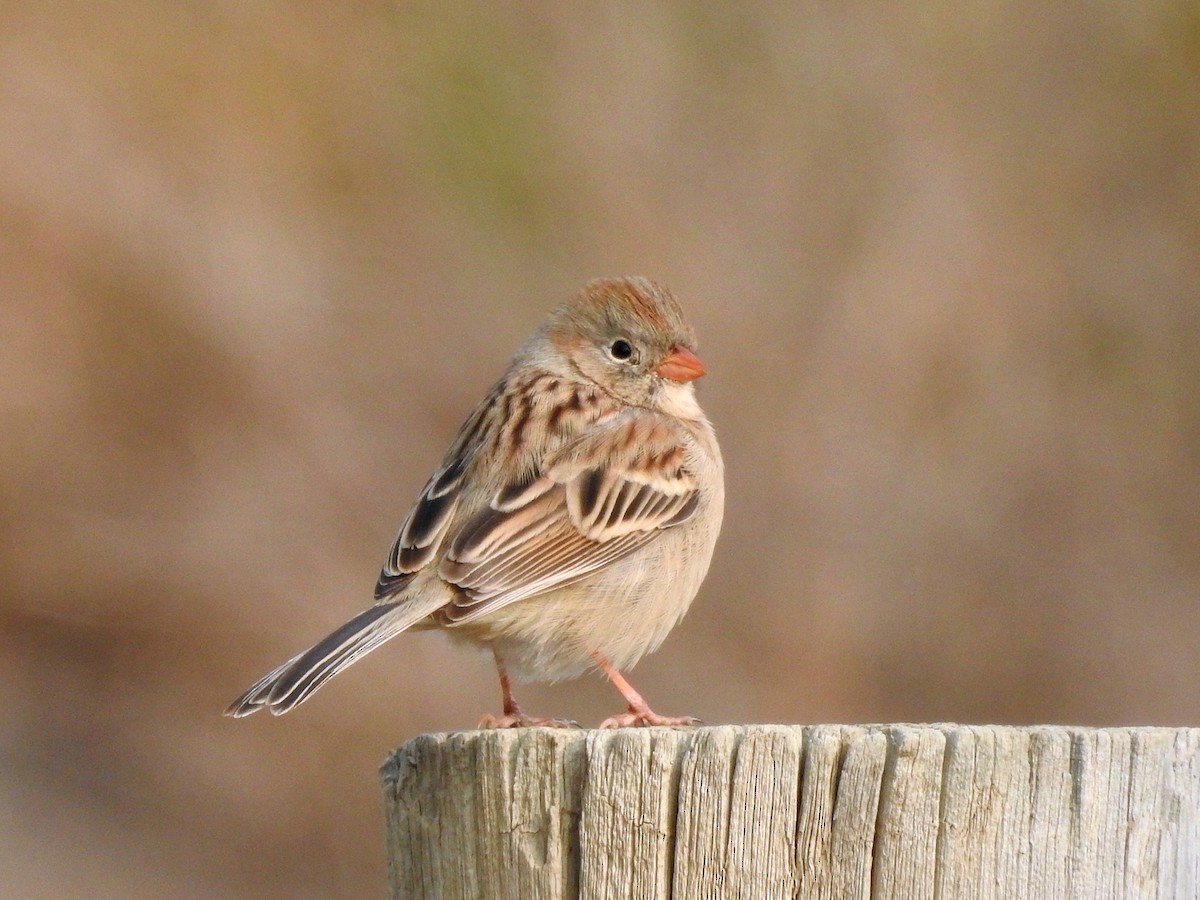 Field Sparrow - ML262592951