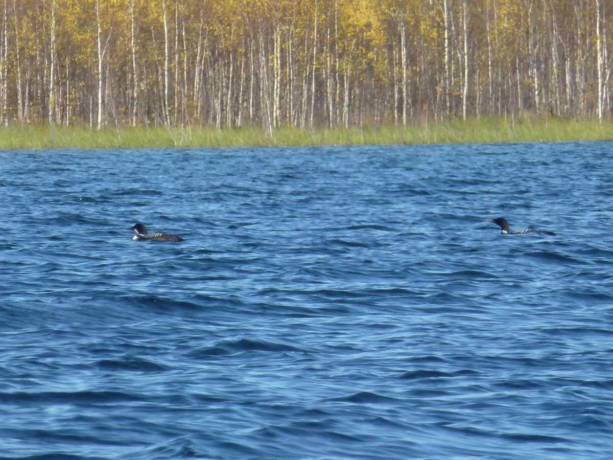 Common Loon - ML262593011