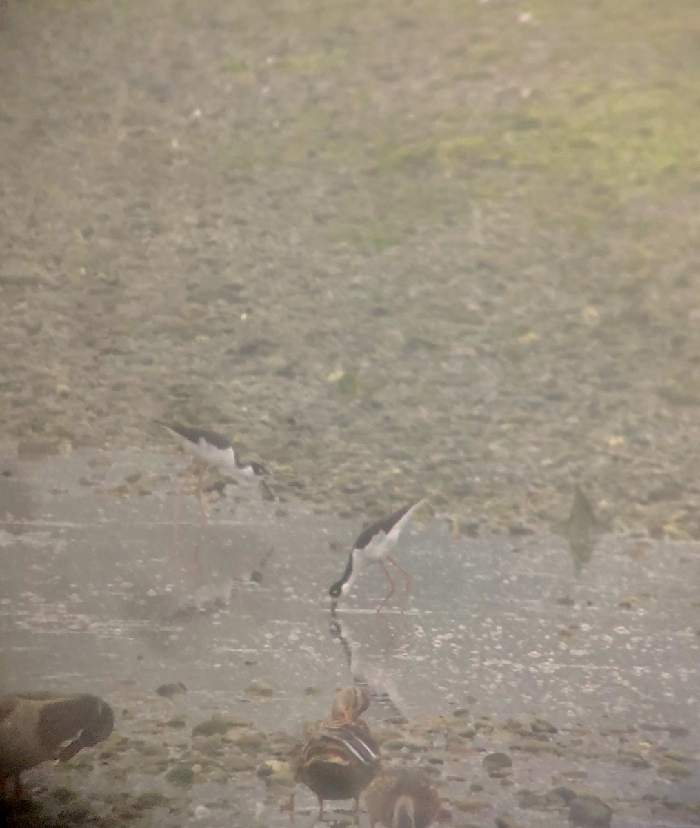 クロエリセイタカシギ - ML262593091