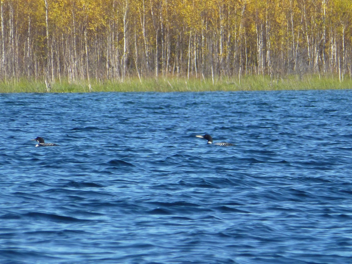 Common Loon - ML262593121