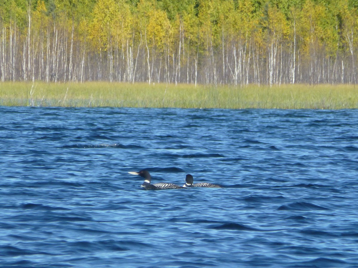 Common Loon - ML262593561