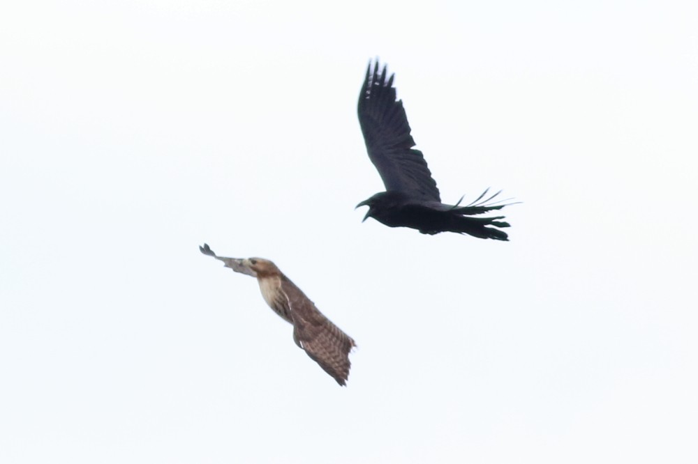 Common Raven - Prue Reid