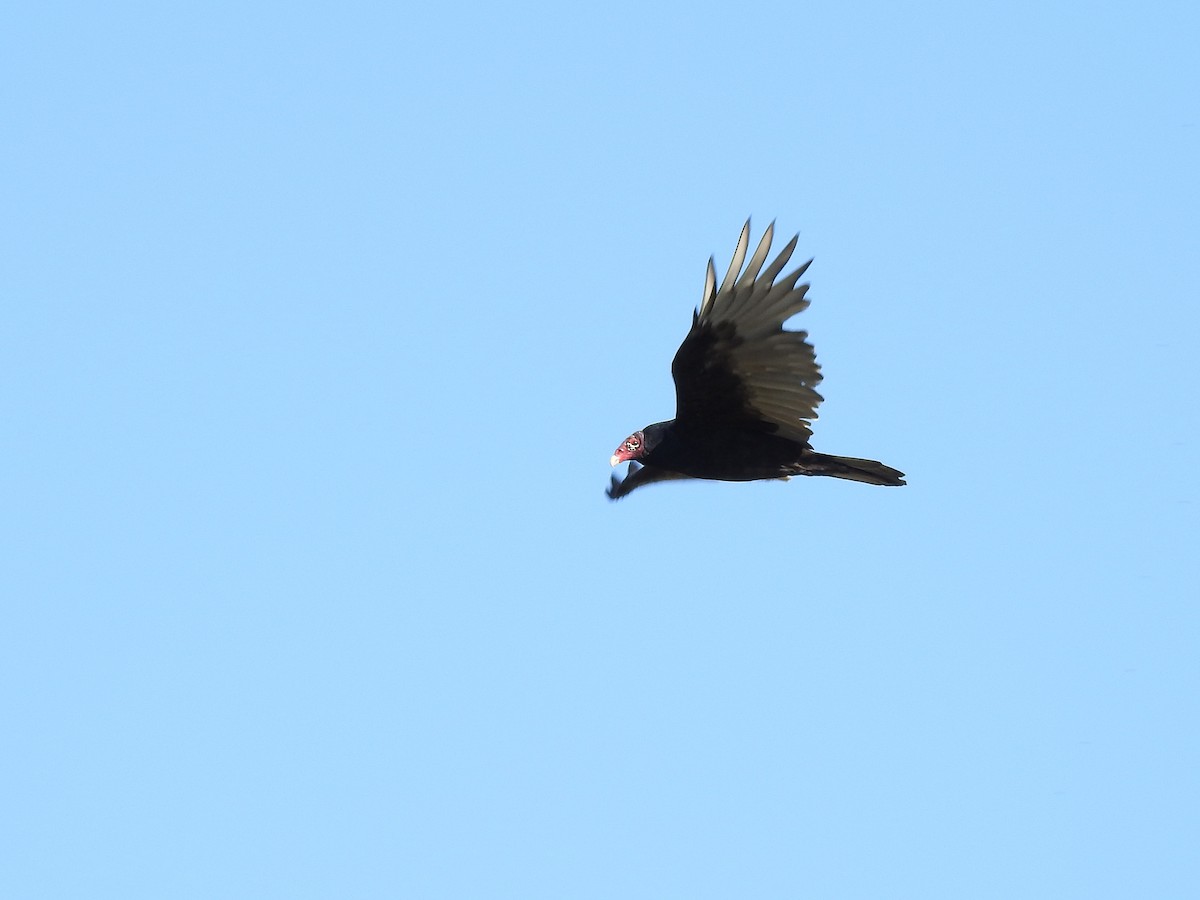 Turkey Vulture - ML262595041