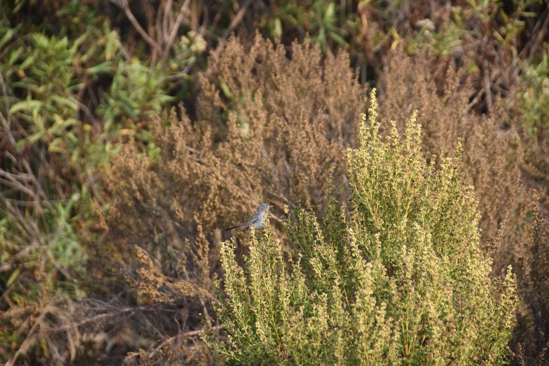 Blue-gray Gnatcatcher - Olivia d'Arezzo