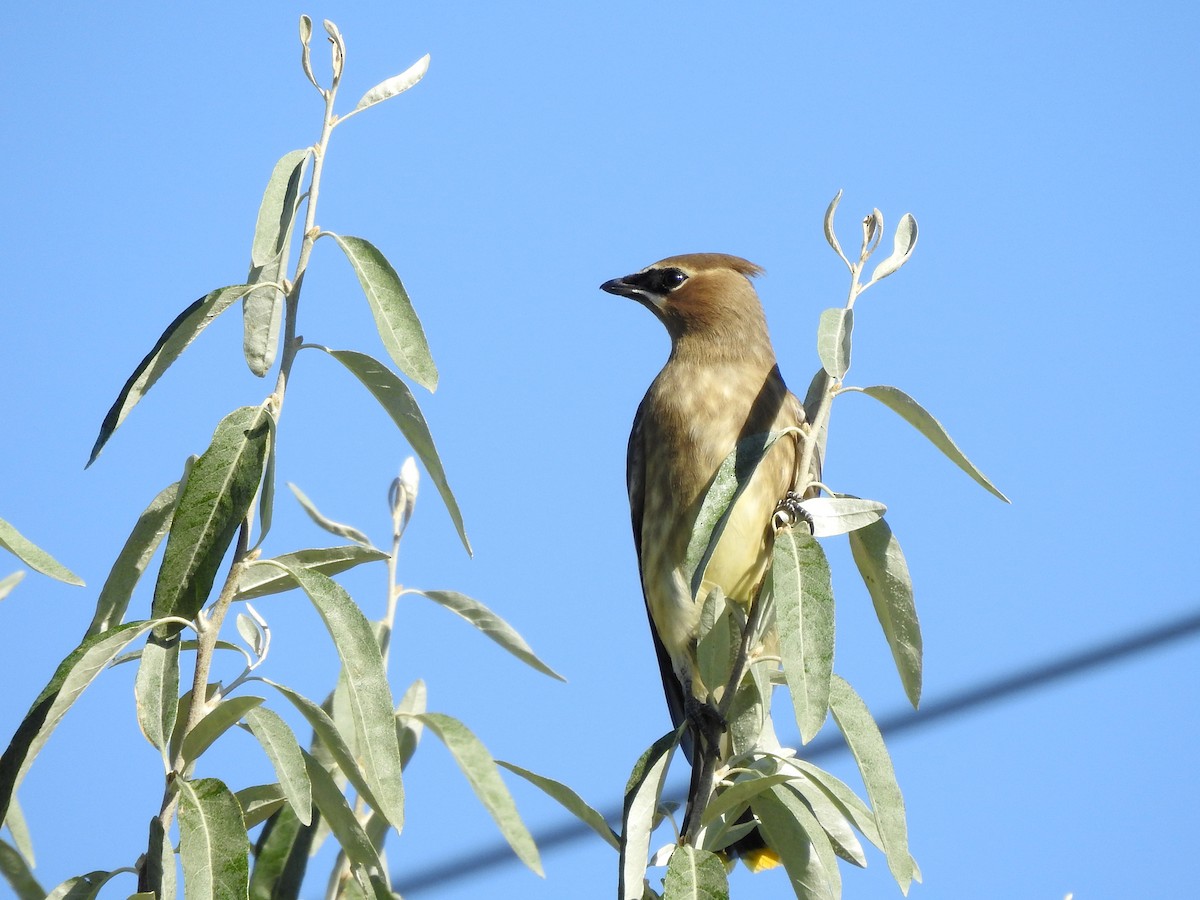 Cedar Waxwing - ML262595171