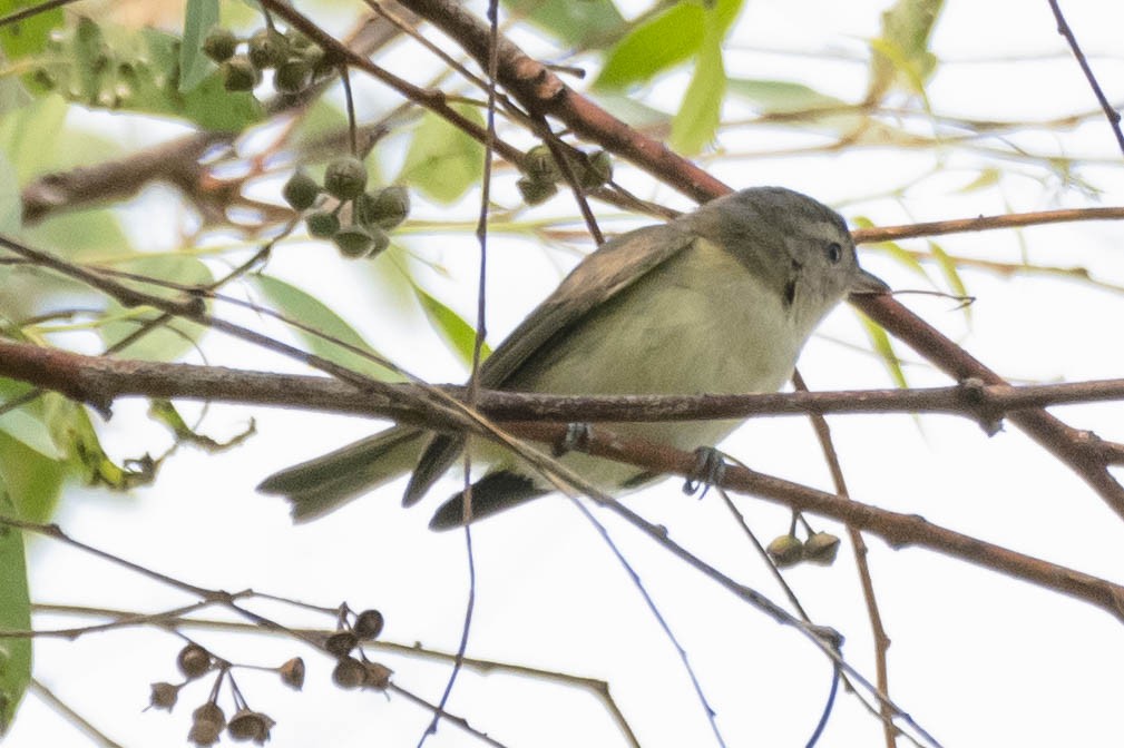 Warbling Vireo - James McNamara