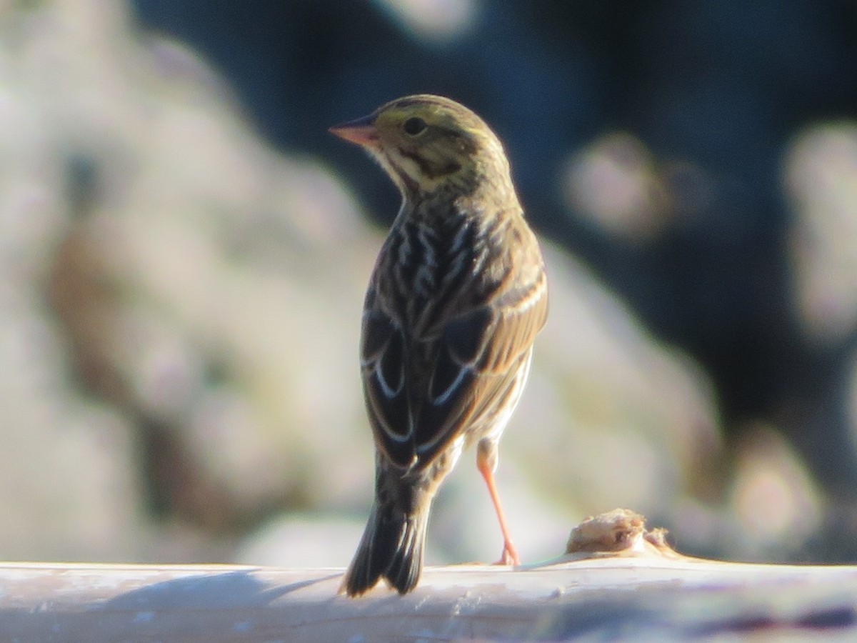 Savannah Sparrow - Heidi Greene