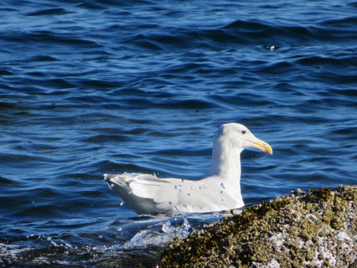 gull sp. - Heidi Greene