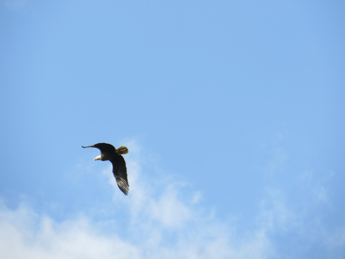 Bald Eagle - ML26259911